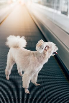 Dog so cute mixed breed with Shih-Tzu, Pomeranian and Poodle travel on travolator for journey trip at station