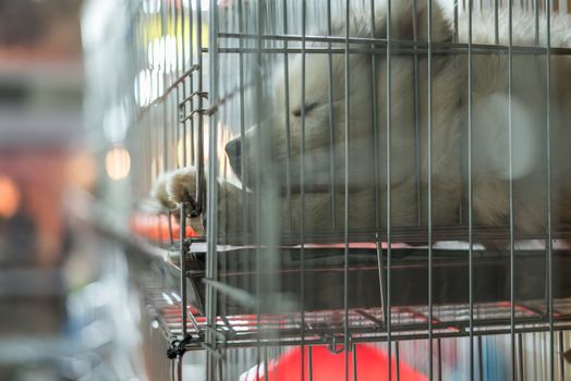 Puppy so cute sleeping or waiting alone in dog cage in pets shop or pets shelter with sadness and lonely and hope to freedom