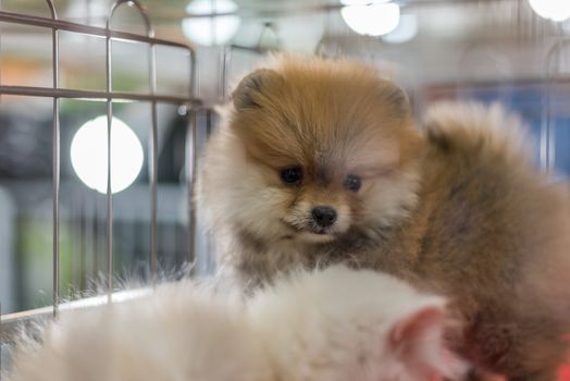 Puppy so cute sleeping or waiting alone in dog cage in pets shop or pets shelter with sadness and lonely and hope to freedom