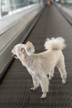 Dog so cute mixed breed with Shih-Tzu, Pomeranian and Poodle travel on travolator for journey trip at station