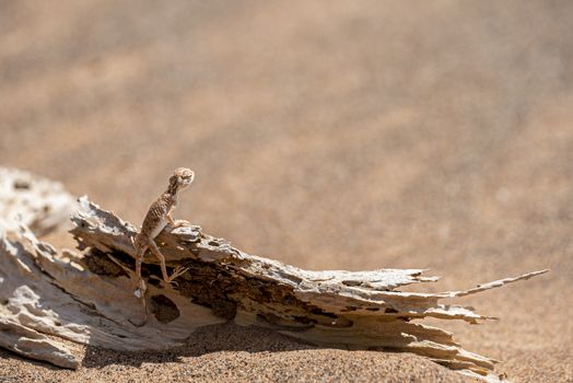 Arabian toad-headed agama (Phrynocephalus arabicus) in the Desert, standing on a dead trunk with copy space, Sharjah, United Arab Emirates (UAE), Arabian Peninsula, Middle East