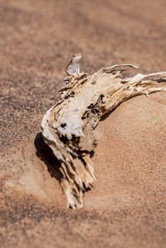 Arabian toad-headed agama (Phrynocephalus arabicus) in the Desert, standing on a dead trunk, Sharjah, United Arab Emirates (UAE), Arabian Peninsula, Middle East