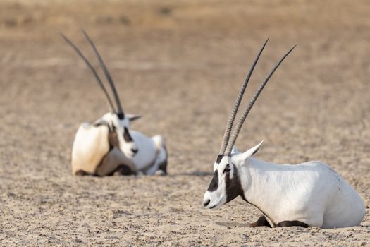 Arabian oryxes resting in the desert of Dubai Emirates,United Arab Emirates (UAE), Middle East, Arabian Peninsula