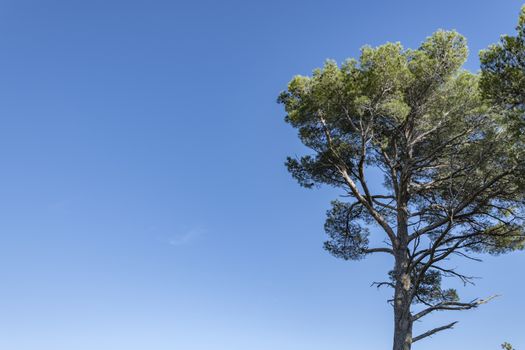 Pine Tree and blue sky with large copy space on the left of the horizontal picture. South of France, Europe