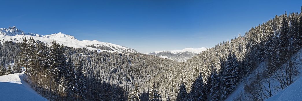 Panoramic view down snow covered valley in alpine mountain range with conifer pine trees on blue sky background