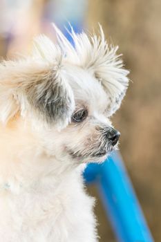 Dog so cute mixed breed with Shih-Tzu, Pomeranian and Poodle looking at something with interest when vacation travel