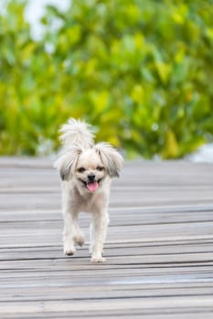 Dog so cute beige color mixed breed with Shih-Tzu, Pomeranian and Poodle with happy fun when vacation travel at wooden bridge is a nalure travel point