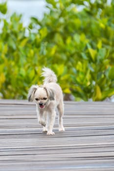 Dog so cute beige color mixed breed with Shih-Tzu, Pomeranian and Poodle with happy fun when vacation travel at wooden bridge is a nalure travel point