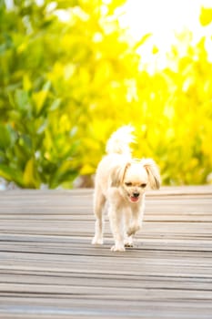 Dog so cute beige color mixed breed with Shih-Tzu, Pomeranian and Poodle with happy fun when vacation travel at wooden bridge is a nalure travel point