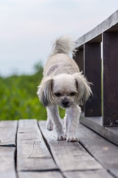 Dog so cute beige color mixed breed with Shih-Tzu, Pomeranian and Poodle with happy fun when vacation travel at wooden bridge is a nalure travel point