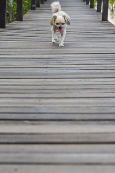 Dog so cute beige color mixed breed with Shih-Tzu, Pomeranian and Poodle with happy fun when vacation travel at wooden bridge is a nalure travel point