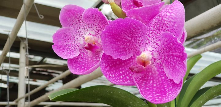 Flower (Orchidaceae or Orchid Flower) purple, violet, white and pink color, Naturally beautiful flowers in the garden