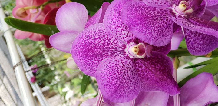 Flower (Orchidaceae or Orchid Flower) purple, violet, white and pink color, Naturally beautiful flowers in the garden