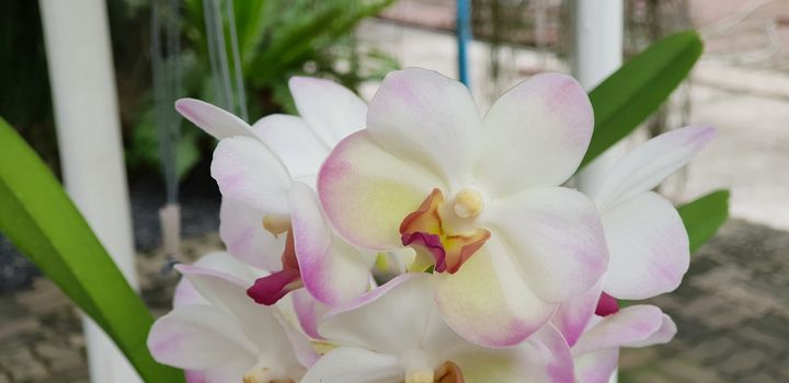 Flower (Orchidaceae or Orchid Flower) purple, violet, white and pink color, Naturally beautiful flowers in the garden