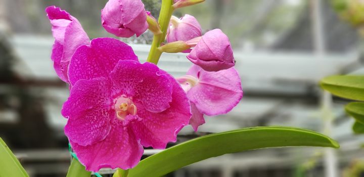 Flower (Orchidaceae or Orchid Flower) purple, violet, white and pink color, Naturally beautiful flowers in the garden