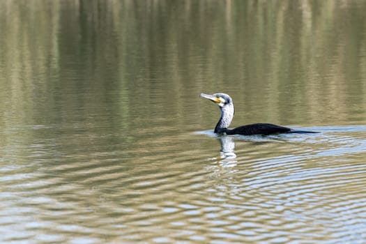 Waterbird or aquatic bird seen near Al Qudra Lakes, Dubai, United Arab Emirates (UAE), Middle East, Arabian Peninsula