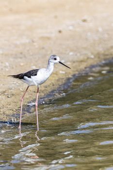 Water bird (Stilt Bird) in the water of Al Qudra Lakes, Dubai, United Arab Emirates UAE, Middle East, Arabian Peninsula