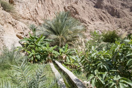 Irrigagtion system and Plantations in the canyon of Wadi Shab, Tiwi, Oman