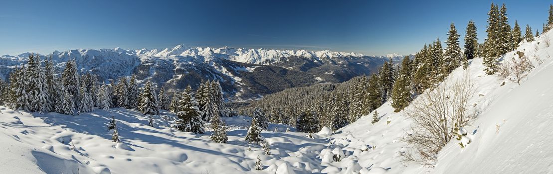 Panoramic view down snow covered valley in alpine mountain range with conifer pine trees on blue sky background