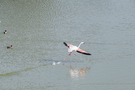 Isolated Flamingo walking on water in Qudra Lakes with copy space, Dubai, United Arabn Emirates (UAE), Middle East, Arabian Peninsula