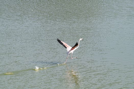 Isolated Flamingo walking on water in Qudra Lakes with copy space, Dubai, United Arabn Emirates (UAE), Middle East, Arabian Peninsula