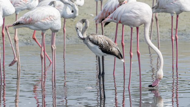 Juvenile Greater Flamingo in a the wetlands of Dubai, United Arab Emirates (UAE), Middle East, Arabian Peninsula