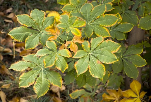 Yellow green autumn leaves texture, nature background.