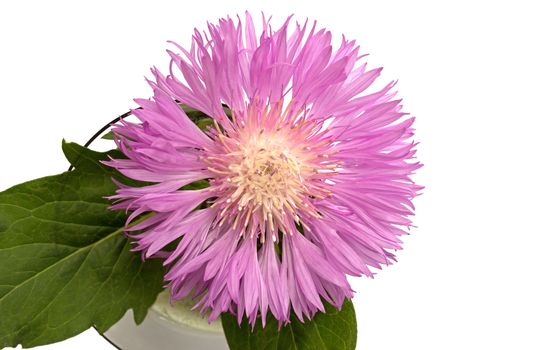 Alpine aster close up over white backgrounds.