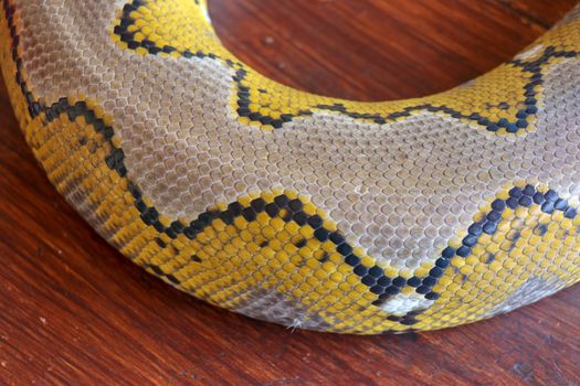 Close up of snake skin texture use for background. reticulated python is non venomous snake native to South and Southeast Asia. Macro photo python snake skin for background. Pattern Boa Snake skin.