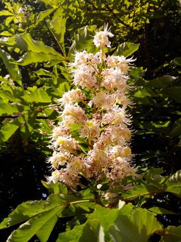 Spring blooming chestnut tree flowers