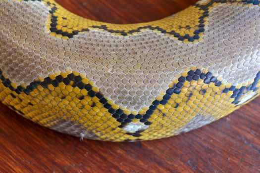Close up of snake skin texture use for background. reticulated python is non venomous snake native to South and Southeast Asia. Macro photo python snake skin for background. Pattern Boa Snake skin.