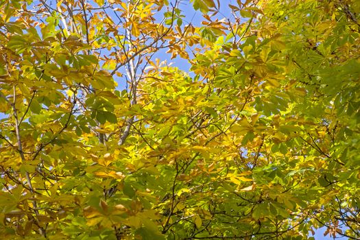 Trees branch of golden color leaves.