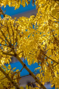 Trees branch of golden color leaves in the autumn.