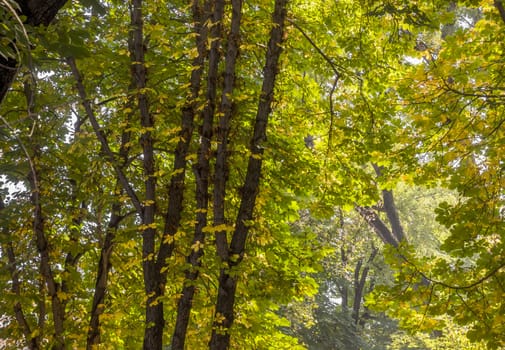 Early autumn in the city park