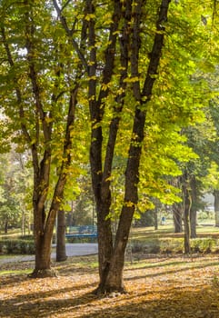 Early autumn in the city park