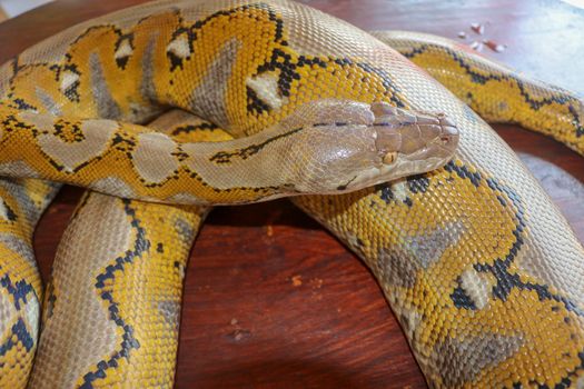 Albino reticulated python. Python snake yellow lying on the wooden table. Close up of Big Python regius or Royal Python is a large non poisonous snake. Pattern Boa Snake skin abstract textured.