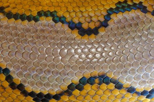 Close up of snake skin texture use for background. reticulated python is non venomous snake native to South and Southeast Asia. Macro photo python snake skin for background. Pattern Boa Snake skin.