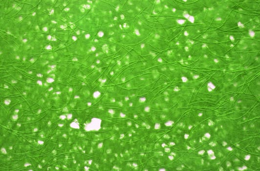 Closeup of green texture paper with fibers.