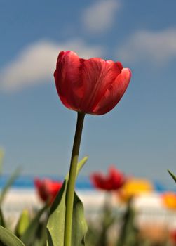 Red tulip against of a blue sky.