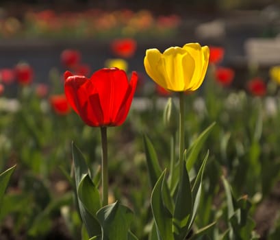 Red and yellow tulips against sun light.
