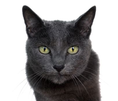 Portrait of Russian Blue cat on white background.