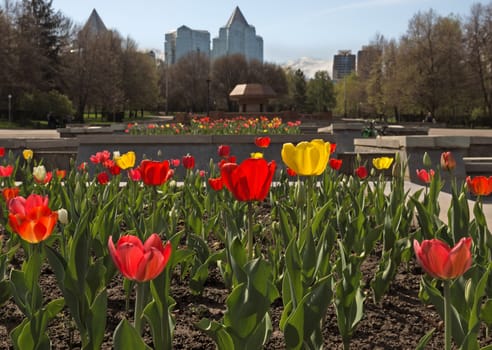Red and yellow tulips in the city.