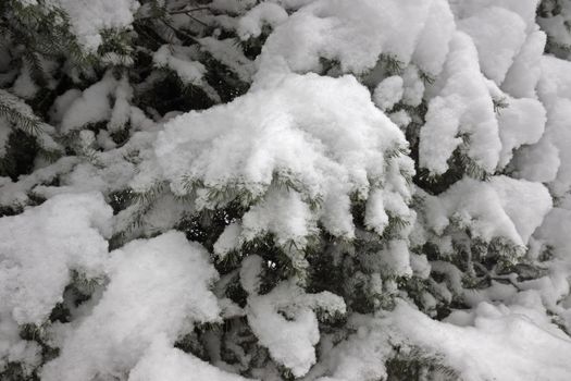 Snow covered fir tree in the forest close up