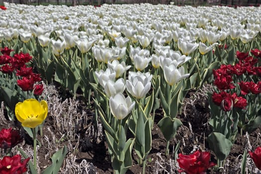 Field of White tulips in the Holland.