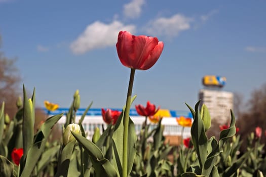 Red tulip against of a blue sky.