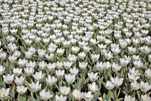 Field of White tulips in the Holland.