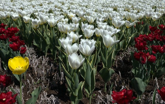 Field of White tulips in the Holland.