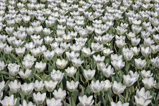 Field of White tulips in the Holland.