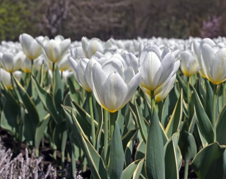 Field of White tulips in the Holland.