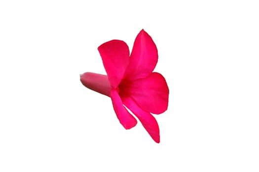 Frangipani flower (called bunga kamboja in Indonesia) isolated on white background. Image photo